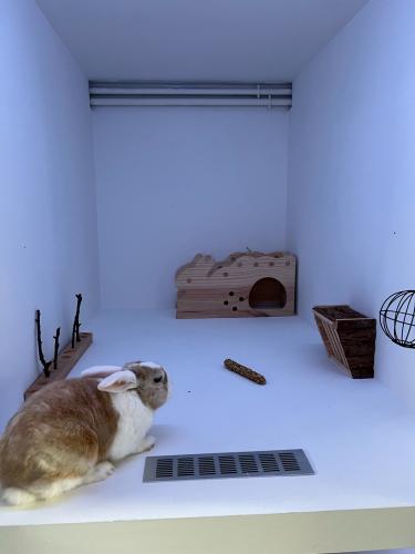 lapin_standard
