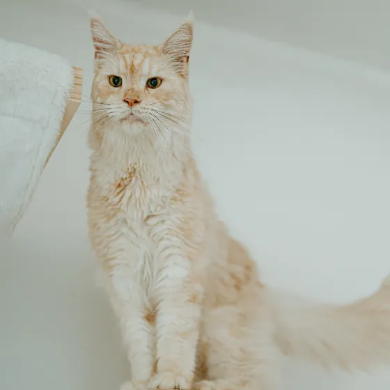 Un chat crème assis sur une étagère murale