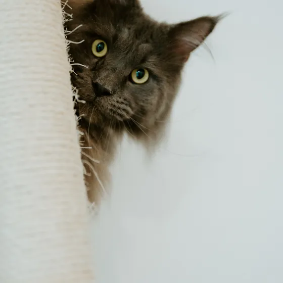 Un chat gris passe la tête derrière un griffoir