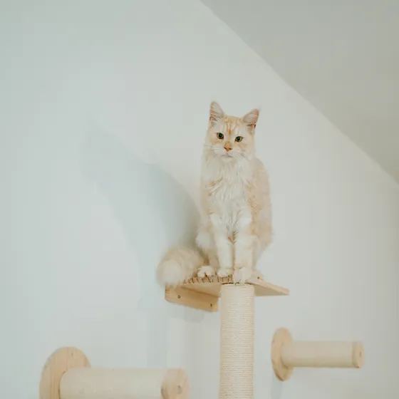 Un chat crème assis sur une étagère murale