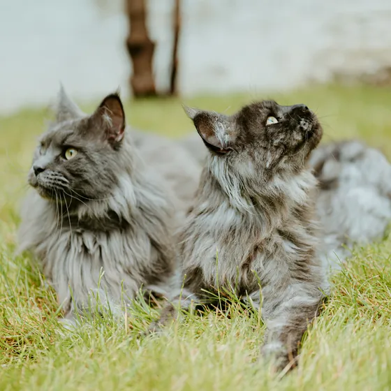 Deux chats gris couchés dans l’herbe du jardin