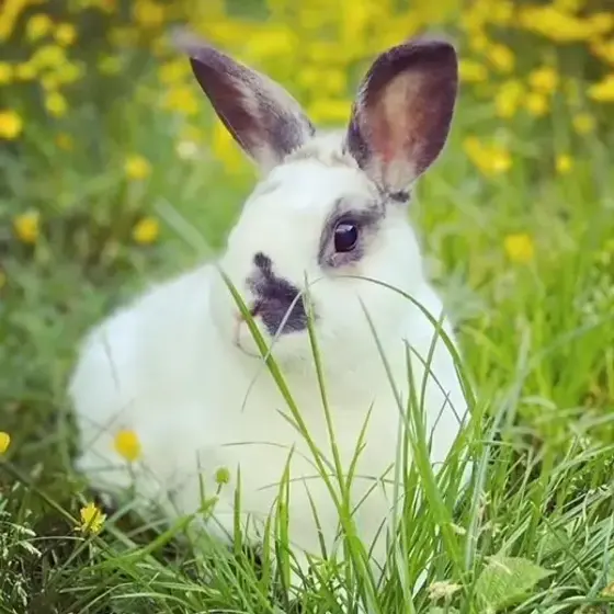 Un lapin blanc et noir dans l’herbe