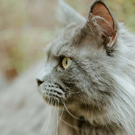 Un chat gris aux yeux verts, de profil