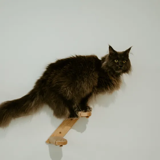 Un chat noir sur une marche murale