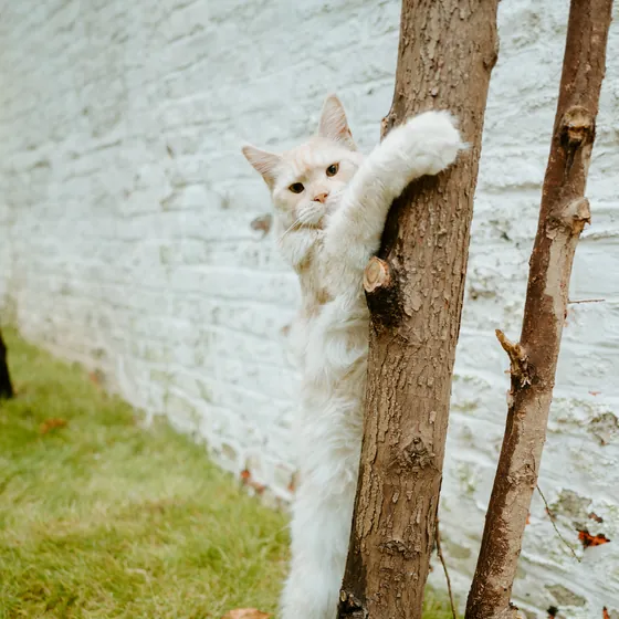 Un chat blanc grimpe à un tronc dans le jardin