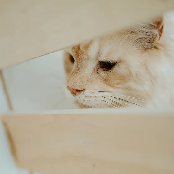 Un chat crème fait la sieste sur une étagère