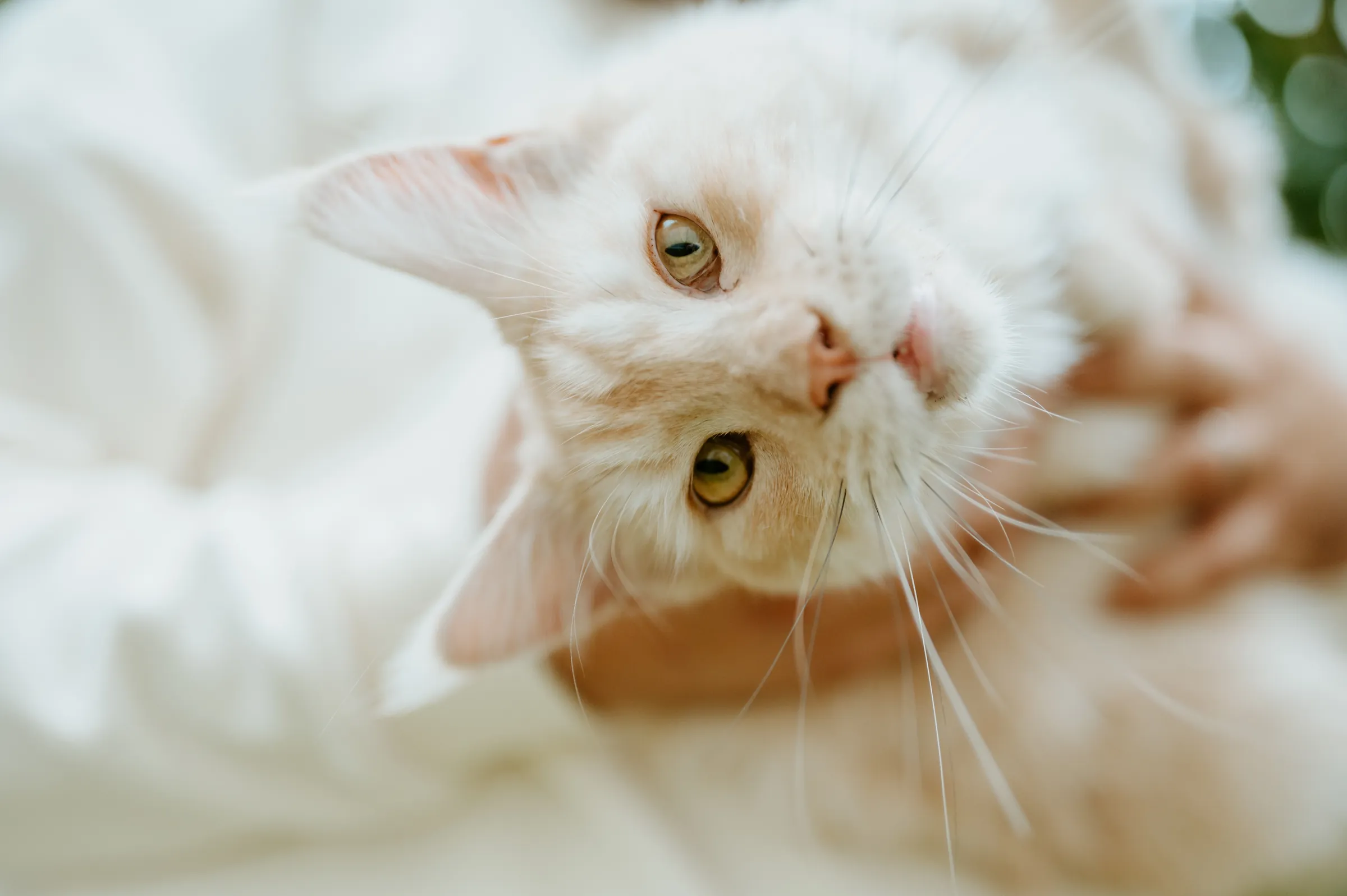 A white cat, head tilted, enjoying a stroke