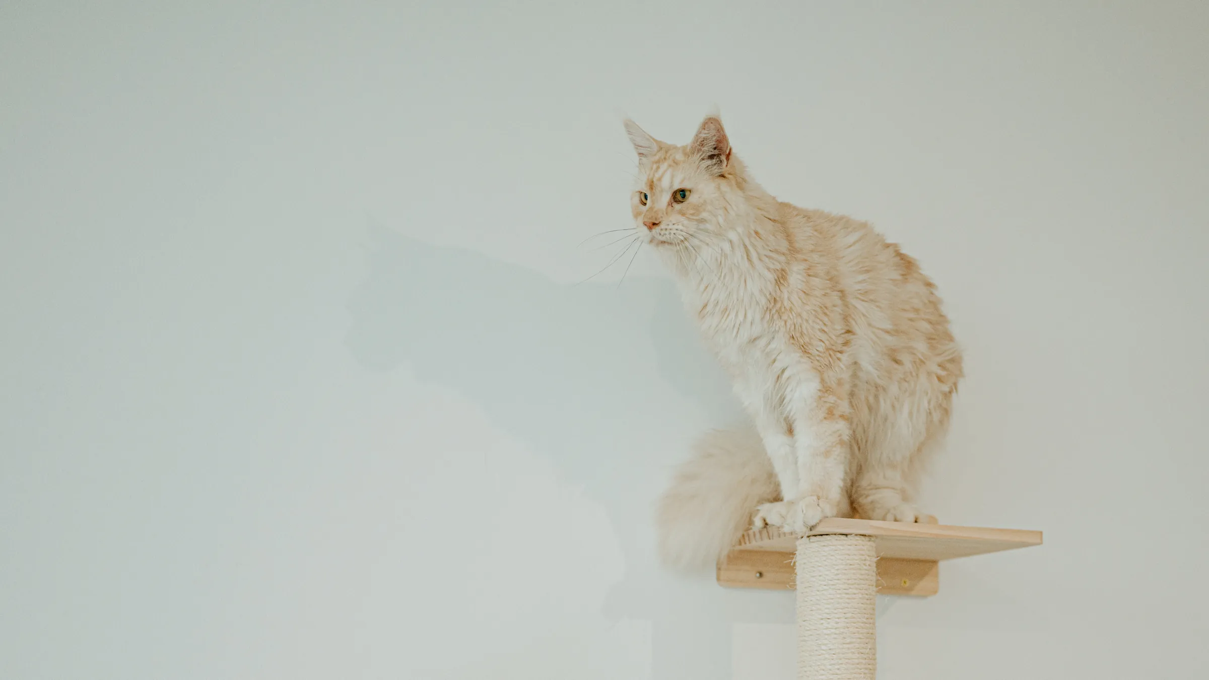A large cream cat perched on its shelf