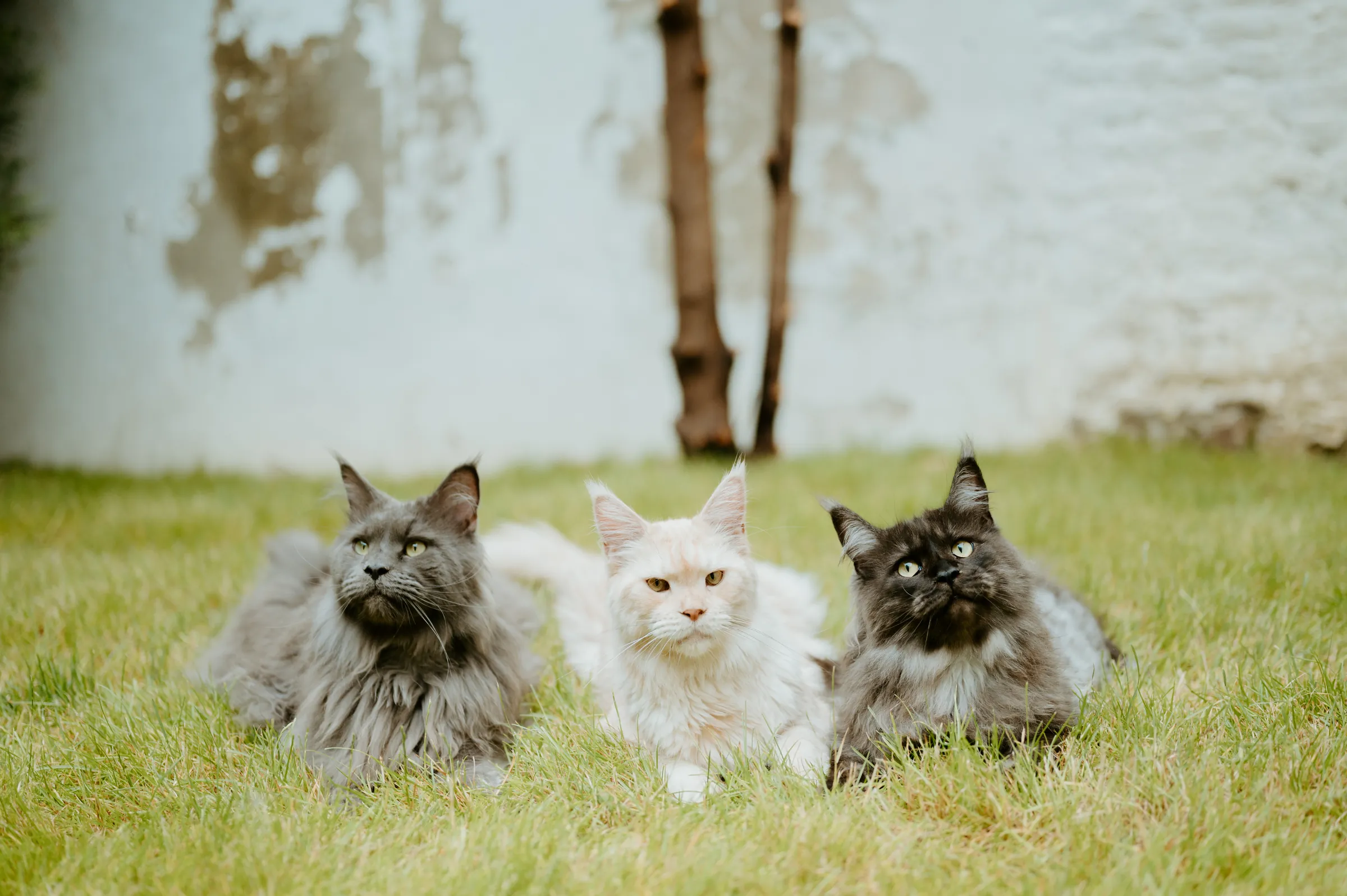 Three cats lying in the garden grass