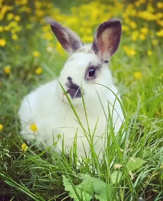 A black and white rabbit in the grass