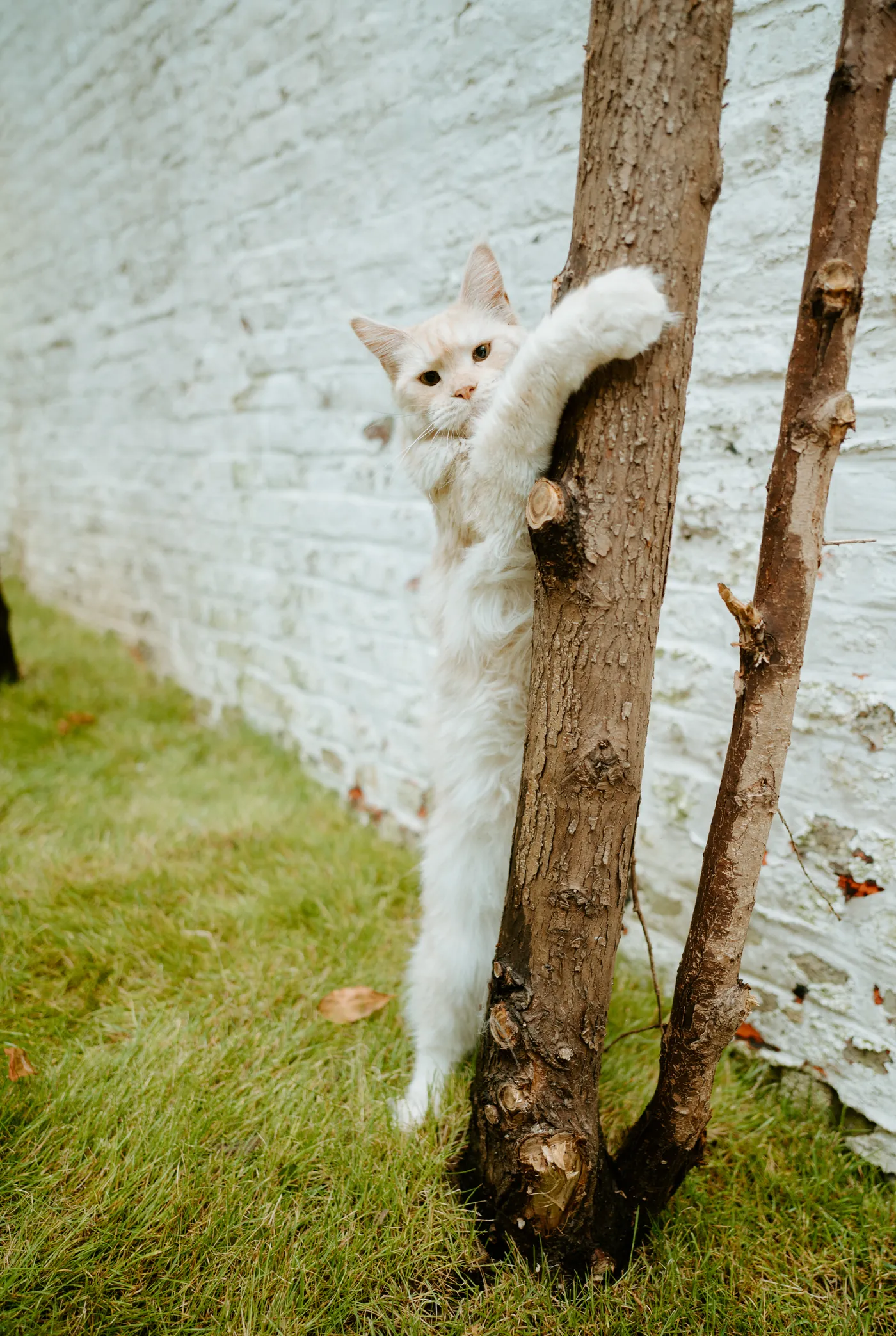 Un chat grimpe à un tronc dans le jardin arrière